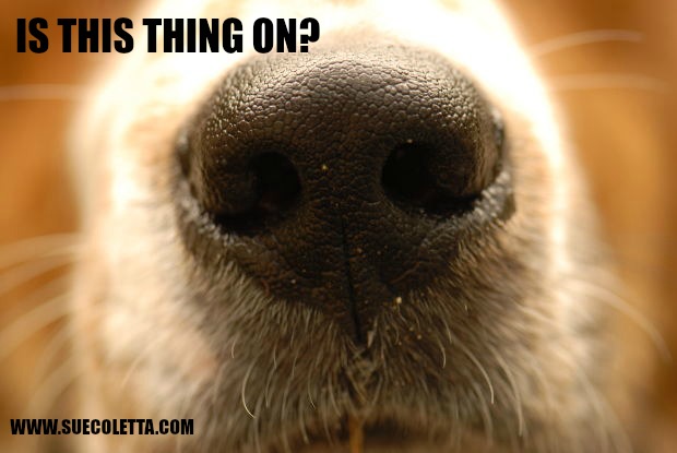 A Dog's Nose: Why They Can Detect Odors